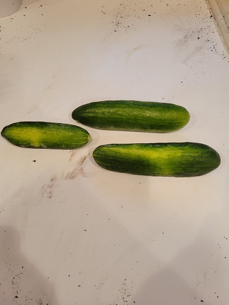 Cucumbers - July 28